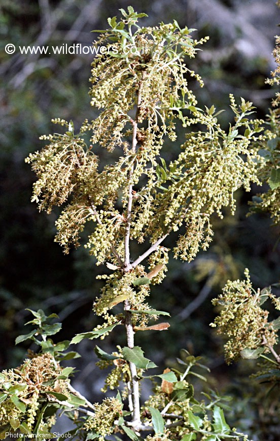 Quercus calliprinos